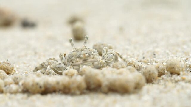 Tiny sand bubbler crab making sand balls on beach wildlife nature 대한민국 한국 게 엽낭게 모래 경재 갯벌 해변 바다 바닷가 모래구슬 모래공 해안선 생태계 자연 환경 야생동물 서해안 남해안 생물학 관찰 탐험 야외 풍경 여행지 관광지 로컬 라이프스타일 활기찬 에너지 하루 일상 극초근접 클로즈업 외형 무늬 패