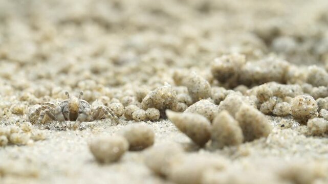 Tiny sand bubbler crab making sand balls on beach wildlife nature 대한민국 한국 게 엽낭게 모래 경재 갯벌 해변 바다 바닷가 모래구슬 모래공 해안선 생태계 자연 환경 야생동물 서해안 남해안 생물학 관찰 탐험 야외 풍경 여행지 관광지 로컬 라이프스타일 활기찬 에너지 하루 일상 극초근접 클로즈업 외형 무늬 패