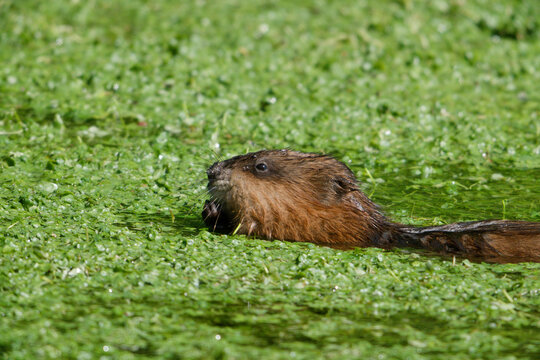 Bisamratte am Fressen von kleinen Wasserlinsen