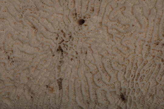Close up detailed macro shot of natural stony coral reef texture