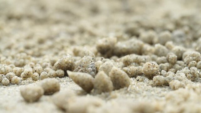 Tiny sand bubbler crab making sand balls on beach wildlife nature 대한민국 한국 게 엽낭게 모래 경재 갯벌 해변 바다 바닷가 모래구슬 모래공 해안선 생태계 자연 환경 야생동물 서해안 남해안 생물학 관찰 탐험 야외 풍경 여행지 관광지 로컬 라이프스타일 활기찬 에너지 하루 일상 극초근접 클로즈업 외형 무늬 패