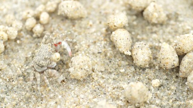 Tiny sand bubbler crab making sand balls on beach wildlife nature 대한민국 한국 게 엽낭게 모래 경재 갯벌 해변 바다 바닷가 모래구슬 모래공 해안선 생태계 자연 환경 야생동물 서해안 남해안 생물학 관찰 탐험 야외 풍경 여행지 관광지 로컬 라이프스타일 활기찬 에너지 하루 일상 극초근접 클로즈업 외형 무늬 패