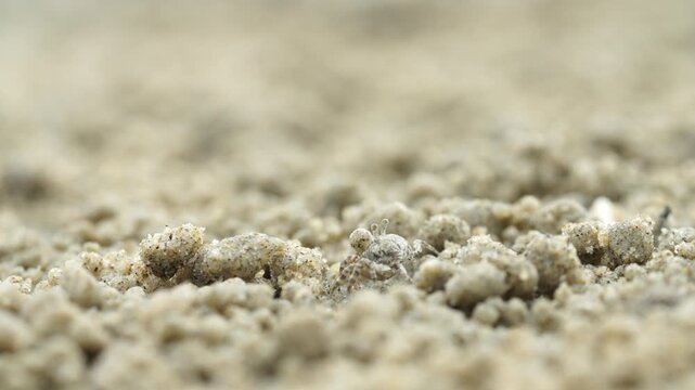 Tiny sand bubbler crab making sand balls on beach wildlife nature 대한민국 한국 게 엽낭게 모래 경재 갯벌 해변 바다 바닷가 모래구슬 모래공 해안선 생태계 자연 환경 야생동물 서해안 남해안 생물학 관찰 탐험 야외 풍경 여행지 관광지 로컬 라이프스타일 활기찬 에너지 하루 일상 극초근접 클로즈업 외형 무늬 패