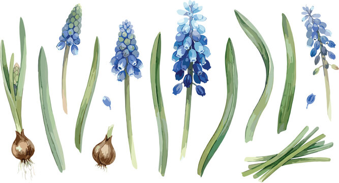 Blue Muscari Grape Hyacinth Watercolor Flower Botanical Set with Green Leaves and Bulbs for Spring Wedding Invitations and Seasonal Floral Vector Designs