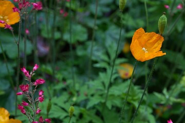 Obraz premium Focus on yellow poppy flower. Diffuse background with green leaves and flowers.