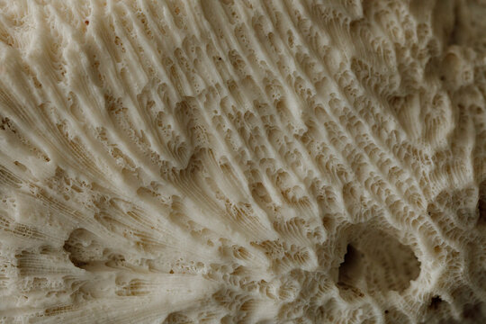 Detailed macro view of organic coral texture with intricate patterns and natural imperfections.