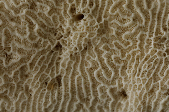 Abstract macro view of a textured coral structure with organic patterns