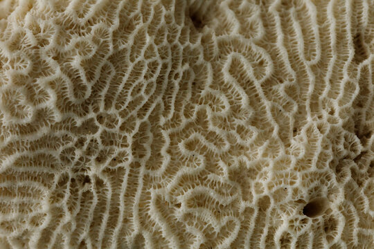 Abstract intricate patterns of a bleached coral skeleton up close, showing detailed organic structur
