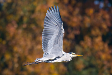 Graureiher im Flug im Flug in der Abendsonne © Karin Jähne