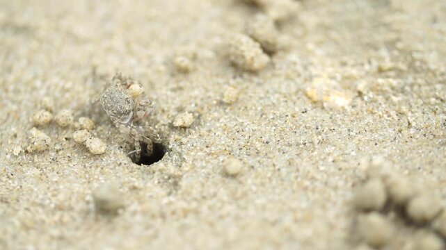 Tiny sand bubbler crab making sand balls on beach wildlife nature 대한민국 한국 게 엽낭게 모래 경재 갯벌 해변 바다 바닷가 모래구슬 모래공 해안선 생태계 자연 환경 야생동물 서해안 남해안 생물학 관찰 탐험 야외 풍경 여행지 관광지 로컬 라이프스타일 활기찬 에너지 하루 일상 극초근접 클로즈업 외형 무늬 패