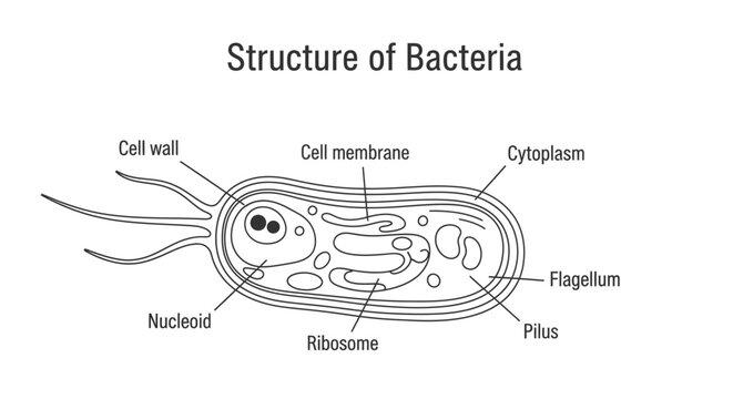 Detailed Structure of a Bacteria Cell.