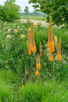 Eremurus Ruiter Hybride Cleopatra Vollbl&uuml;te