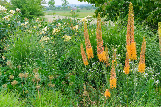 Eremurus Ruiter Hybride Cleopatra Vollbl&uuml;te