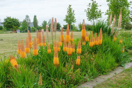 Eremurus Ruiter Hybride Cleopatra Vollbl&uuml;te