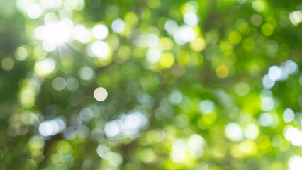 Green bokeh background with abstract blur nature leaf and bright sunrays flare effect. © pernsanitfoto
