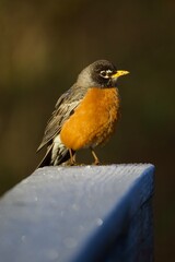 Fototapeta premium robin on a fence