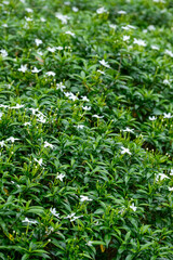 Fototapeta premium Mondokaki or Tabernaemontana divaricata flower blooming amidst dense green foliage in a garden