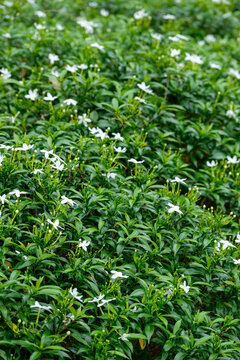 Mondokaki or Tabernaemontana divaricata flower blooming amidst dense green foliage in a garden