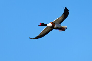 Brandgans Männchen im Flug in der Morgensonne (Tadorna tadorna)  © Karin Jähne