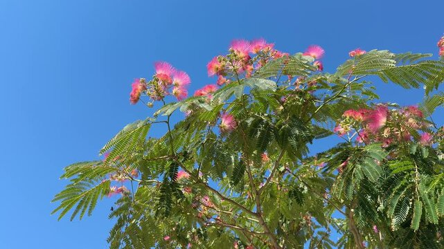Silk tree Albizia julibrissin Mimosa tree in bloom.
