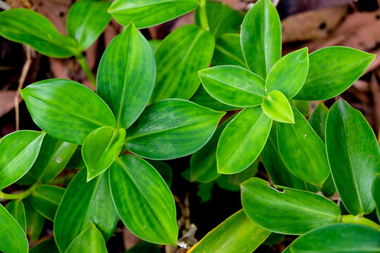 Close-up of red button ginger or Costus woodsonii leaves in a tropical garden