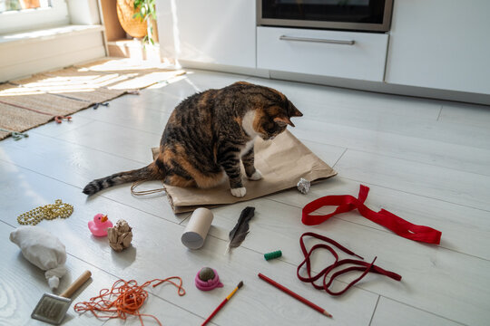 Interested cat sitting on paper bag surrounded by handmade pet toys made by caring pet owner, kitty favorite amusement toys for daily activity and pleasure, easy made play stuff for domestic animal.