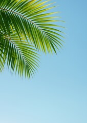 Fototapeta premium Tropical palm against clear sky.