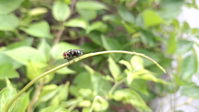 close-up, serene shot of a single housefly resting on a thin, curved green stem. The background consists of soft, out-of-focus green foliage, which creates a natural and tranquil environment. 

