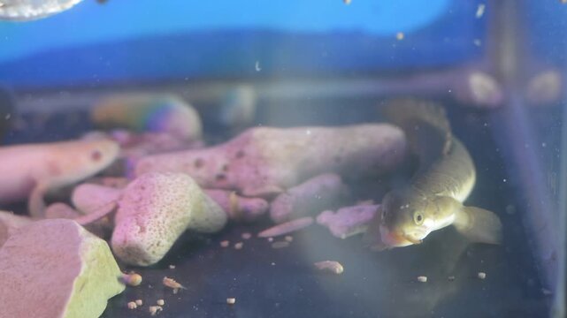 Dark Bichir Fish Eating a Mealworm on the Bottom of a Freshwater Aquarium
