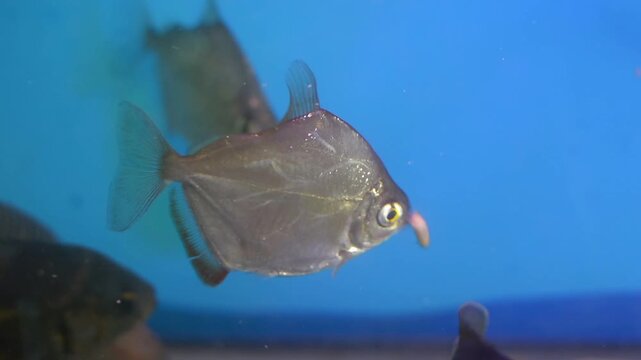 Silver Dollar Fish Eating a Mealworm in a Blue Freshwater Aquarium
