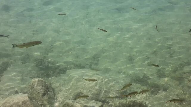 a school of fish in the lake 