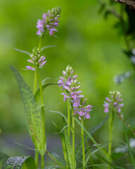 Fototapeta premium Beneath the shelter of an old tree, a cluster of Baltic marsh orchids rises from the grass. Baltic marsh orchids (Dactylorhiza majalis subsp. baltica) growing in a natural woodland meadow. 
