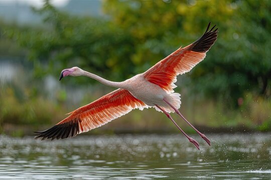 Pink flamingo soaring over water with wings spread, showing vibrant plumage; green background