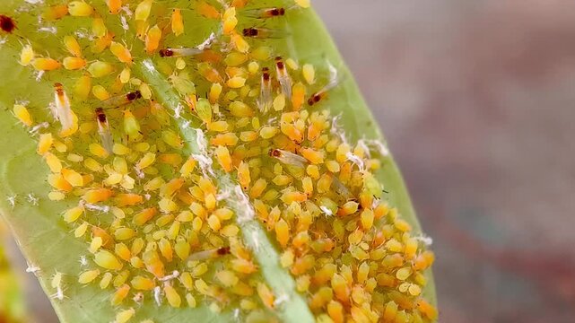Macro Shot of Yellow Aphid Colony on Green Leaf - Aphis Nerii