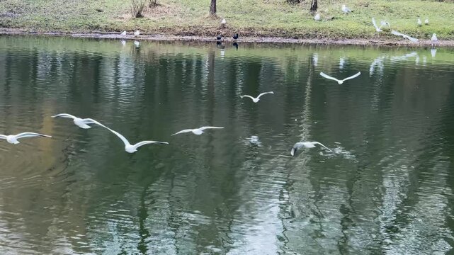 Seagulls Soaring Over Pond in Parcul Carol, Bucharest