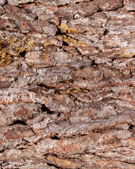 Fototapeta premium Rough textured tree bark background, close up view of pine bark pattern