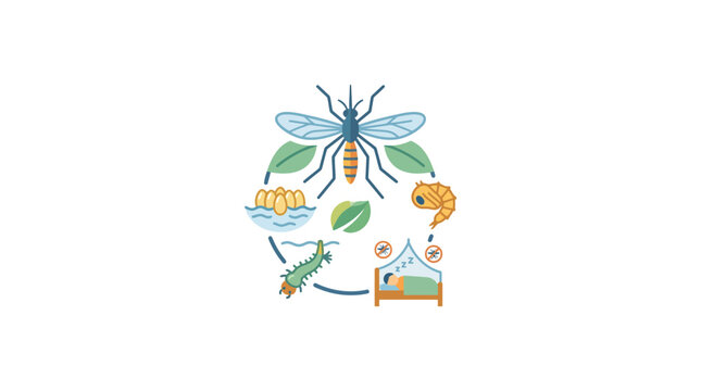 Mosquito Life Cycle Illustration with Larva Pupa Egg and Adult Stages