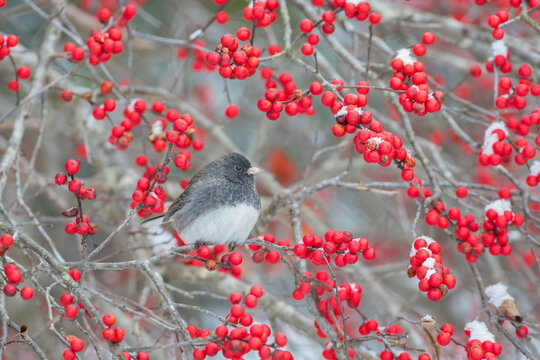 01569-01717 Dark-eyed Junco (Junco hyemalis) in Winterberry bush (Ilex verticillata) Marion Co. IL