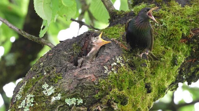 Common Starling (Sturnus vulgaris) Feeding Chicks in Tree Cavity. Common bird in Czech republic.
