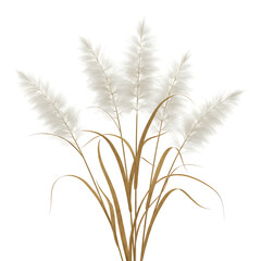 Fototapeta premium A bunch of pampas grass with white feathery plumes isolated on white background