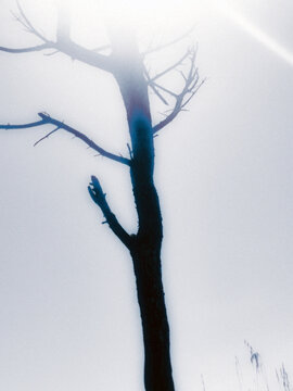 silhouette of a tree 
