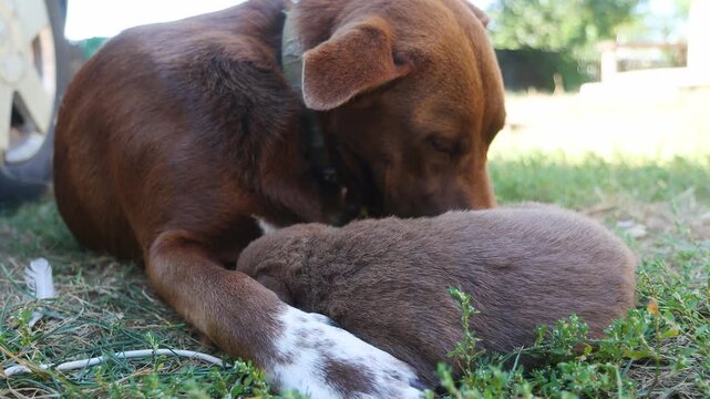 Brown short-haired dog gently interacting with worn plush toy in sunlit lawn during middle to late