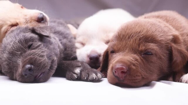 Newborn puppies communal rest to gentle waking midlate sequence showing posture shifts