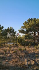 Le phare du Cap Ferret avec sa célèbre tour rouge vu la Flèche du Mimbeau à travers les pins (presqu'île du Cap Ferret) © Arnaud