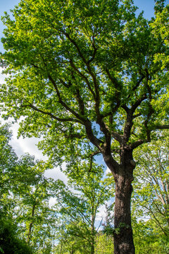 Oak Tree Canopy With Visible Oak Processionary Moth Nests in Berlin Park Germany