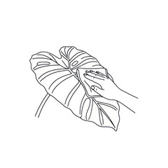 Hand wiping dust off a large monstera leaf. © Ambon