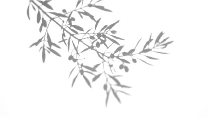 Intricate olive tree branch shadow overlay with leaves isolated on transparent backdrop for natural photography and graphic design projects featuring organic sunlight silhouettes for composition © ATIQULISLAM