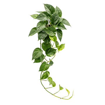 Hanging pothos plant with variegated green and yellow heart-shaped leaves, isolated on a white background, for indoor home, decor and nature
