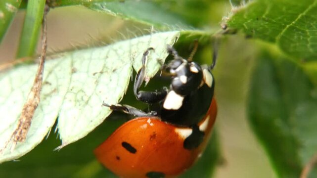 Seven-spot ladybug extreme macro focusing on head, antennae, legs and textured wing covers. Soft light, Macro shot, scientific laboratory atmosphere.