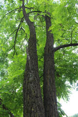 Fototapeta premium tree in the forest, beautiful view of trees in the forest, acacia trees 